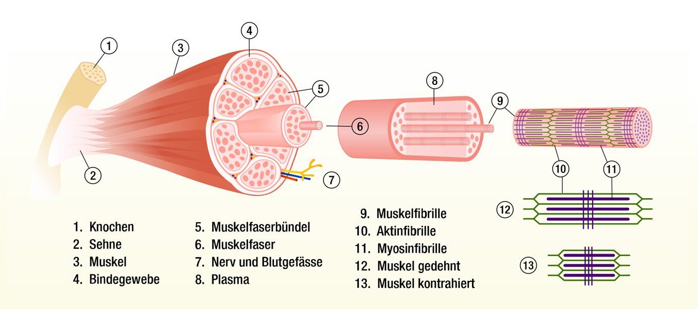 Muskel-Aufbau